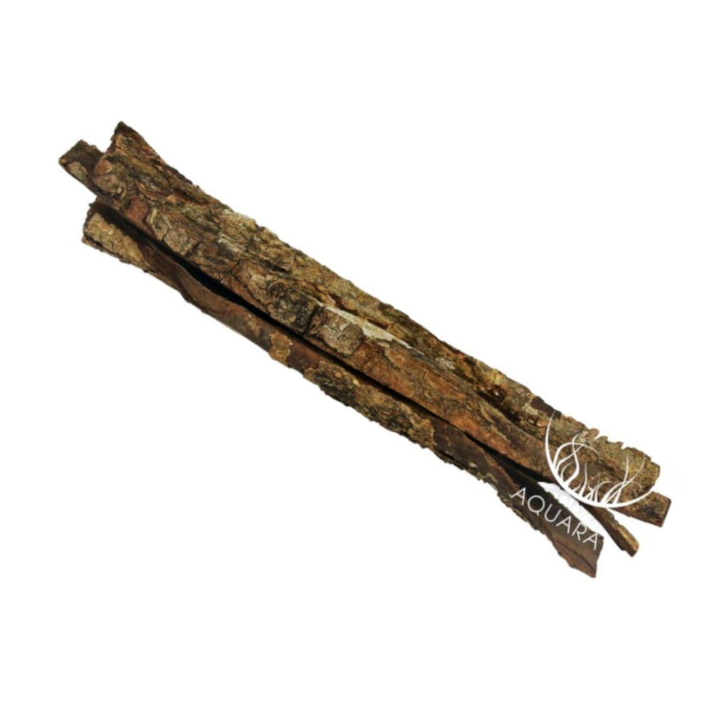 KORA Migdałecznika3.jpg